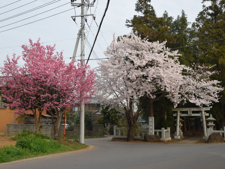 鹿島神社前に広い空地出現！２０２１年春開園予定の保育園用地？