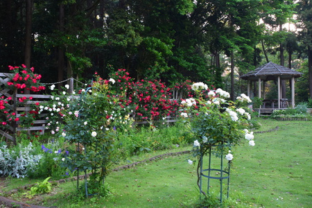 ゆかりの森のイングリッシュガーデンが薔薇の花園に！