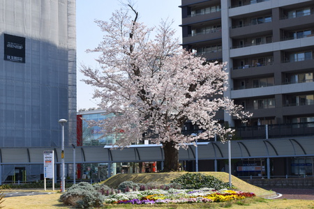 ２０１９研究学園の桜（第１回）