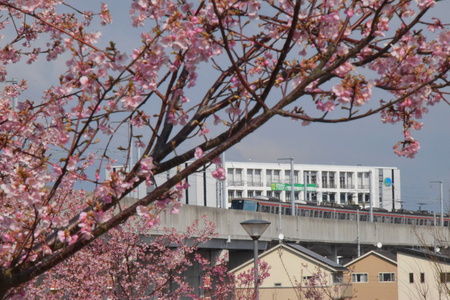 【研究学園の桜２】ＴＸ－３０００系と桜のコラボが見られた！