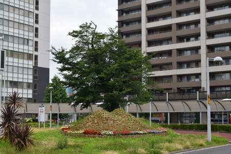 研究学園駅前のミニチュア筑波山も花盛り！