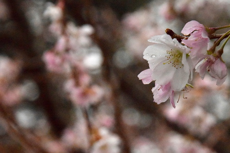 研究学園近く、師走というのに桜が満開！