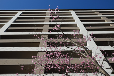 【研究学園の桜３】研究学園駅チカに清楚で美しい桜が咲いたが・・・