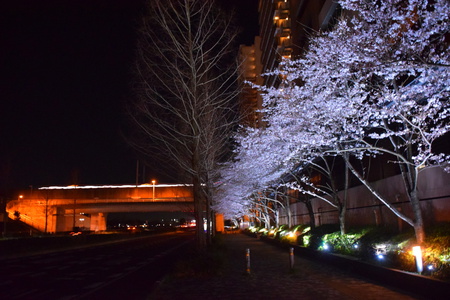 【研究学園の桜５】ウシオライティング夜桜中止の代わりにパークハウスで！